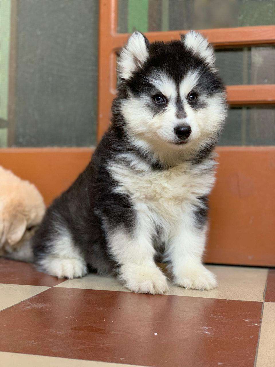 Husky