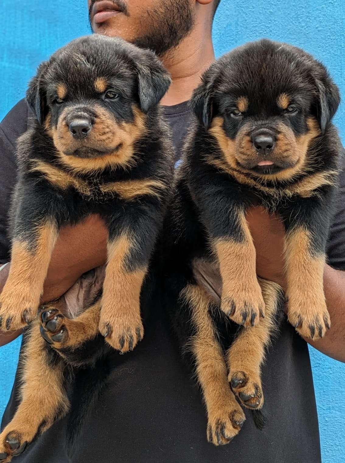 Rottweiler