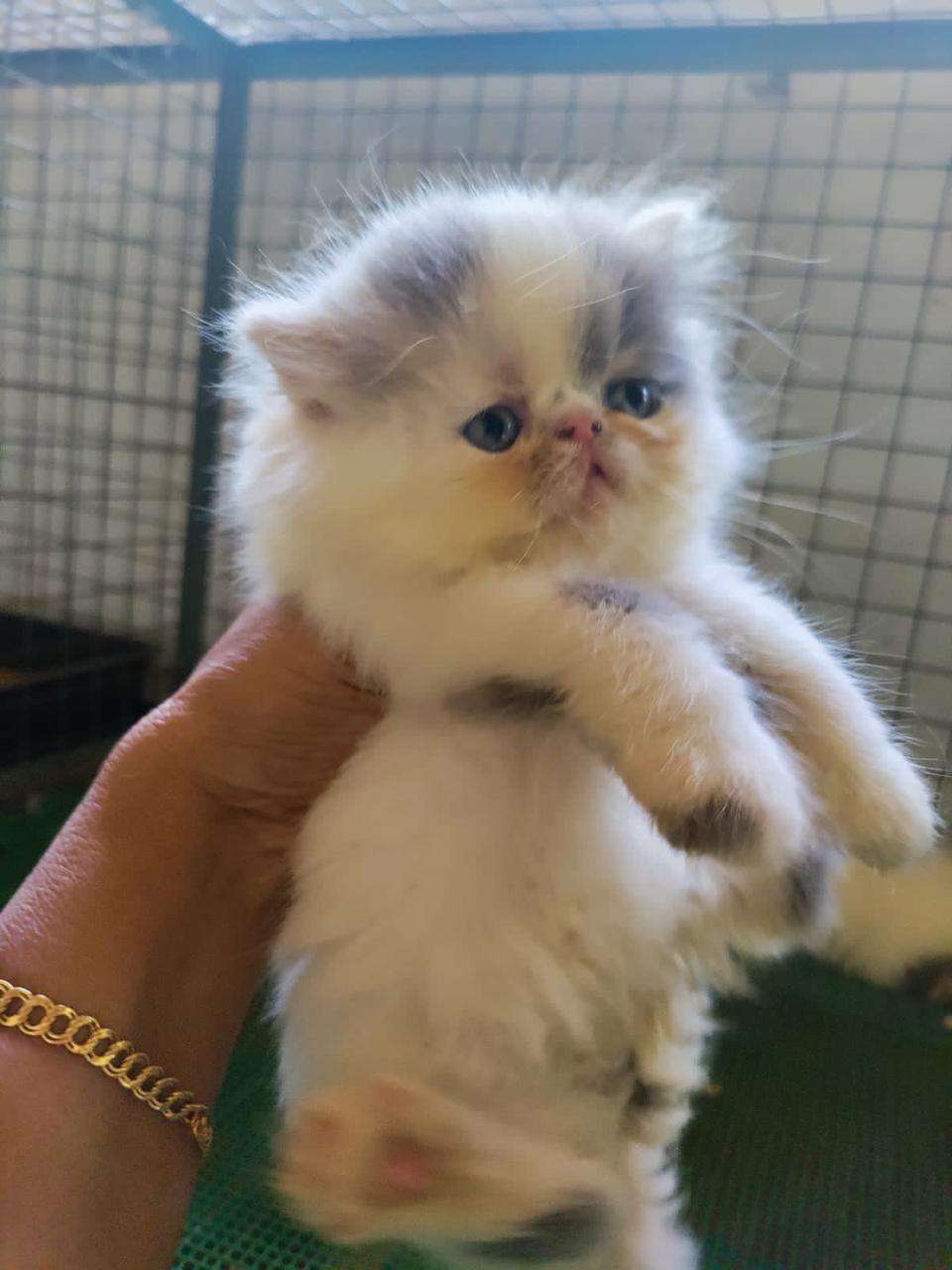 Persian cat