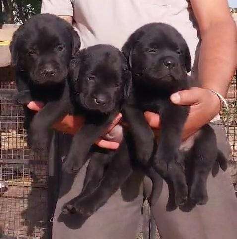 Black Labrador