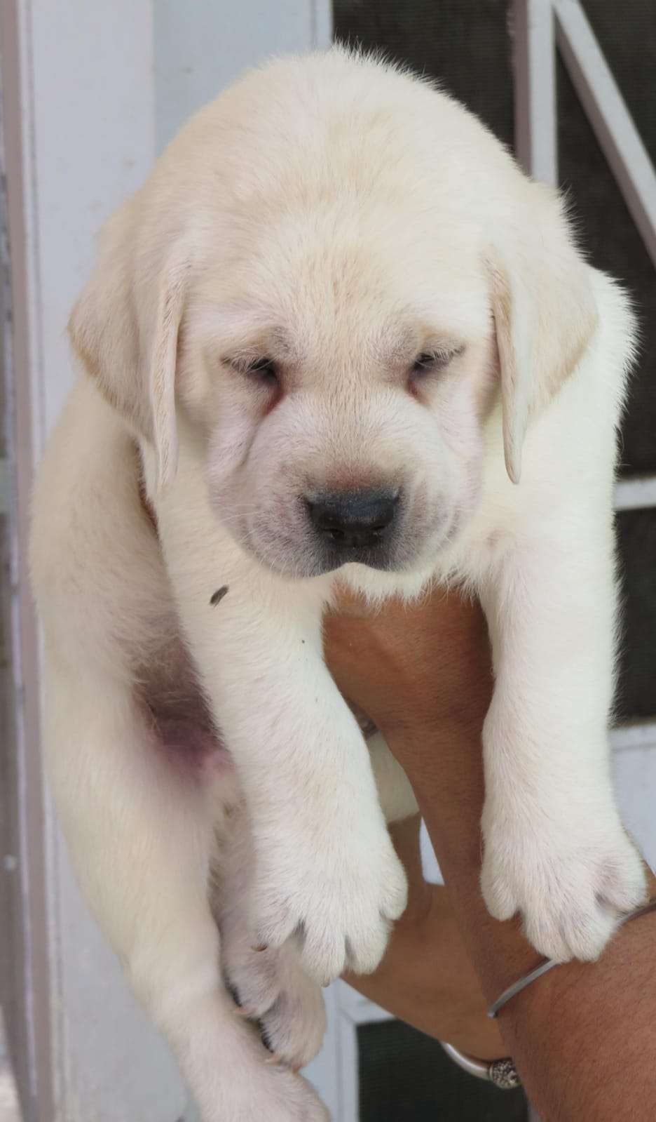 Chinese Labrador