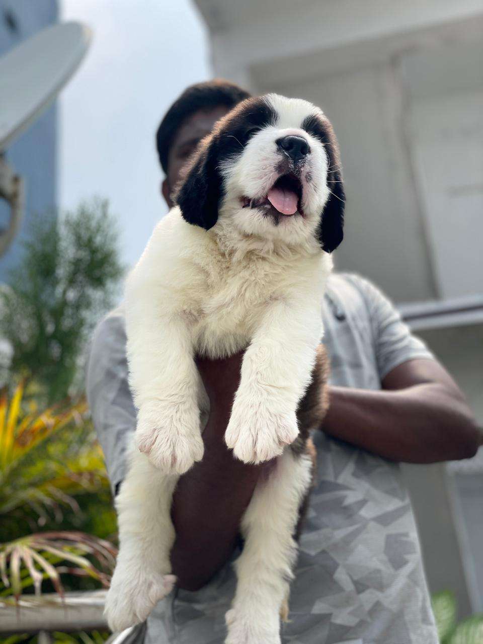 saint bernard