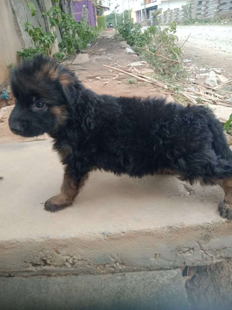 Long Coat German shepherd