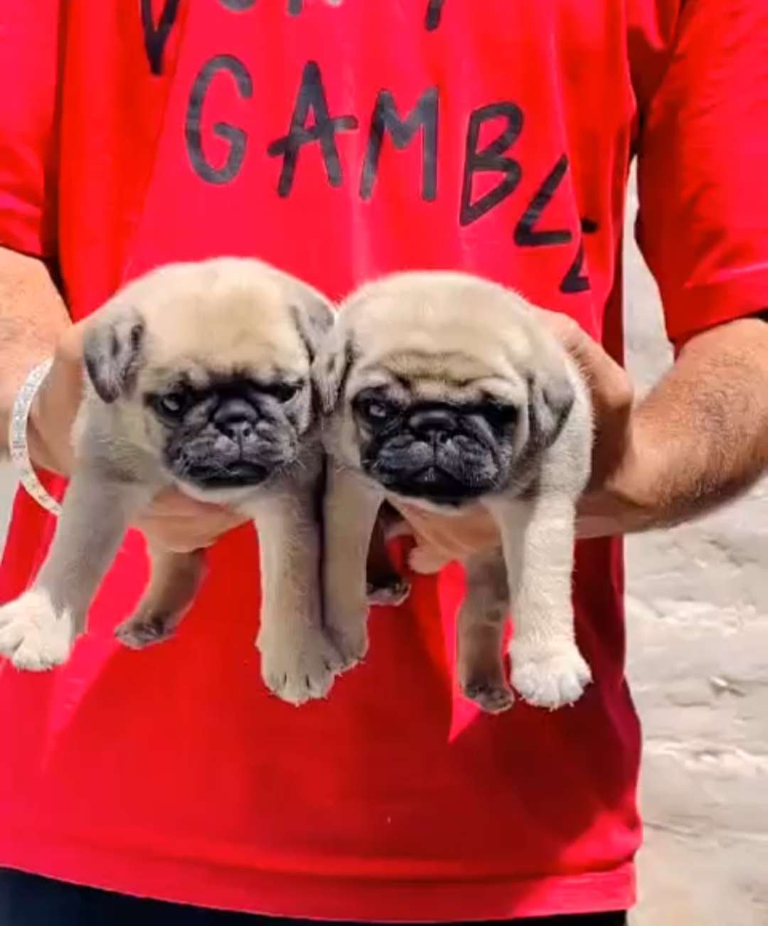 Pug