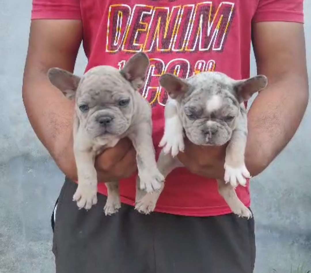 French bulldogs